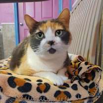 Thumbnail photo of Callista #1