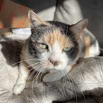 Thumbnail photo of Callista #2