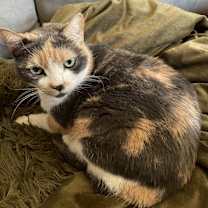 Thumbnail photo of Callista #3