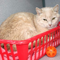 Thumbnail photo of Jasmine #1