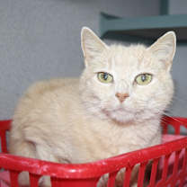 Thumbnail photo of Jasmine #2
