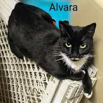 Thumbnail photo of Alvara #3