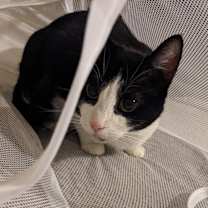 Thumbnail photo of Opal #1