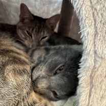 Thumbnail photo of Casper #2