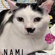 Thumbnail photo of NAMI #2