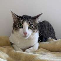 Thumbnail photo of Pepper #2