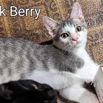 Thumbnail photo of Chuck Berry #1