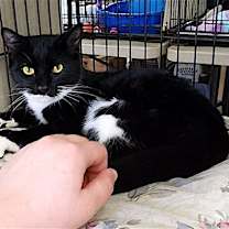 Thumbnail photo of Ziggy #2