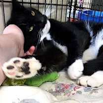 Thumbnail photo of Ziggy #4