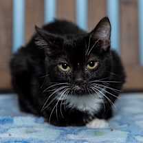 Thumbnail photo of Whitesocks #2