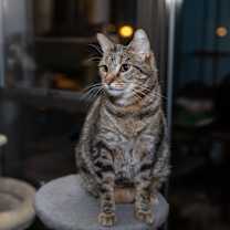 Thumbnail photo of Anakin #2