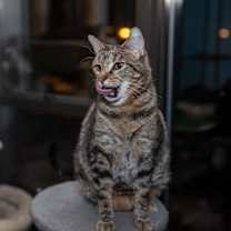 Thumbnail photo of Anakin #3