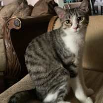 Thumbnail photo of Turbo #2