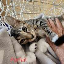 Thumbnail photo of Parfait #4