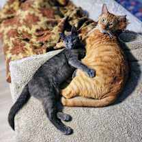 Thumbnail photo of Archie #4