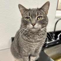 Thumbnail photo of Daisy #3