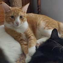 Thumbnail photo of Cuddles (bonded to Squeaker) #1