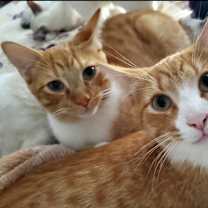 Thumbnail photo of Cuddles (bonded to Squeaker) #2