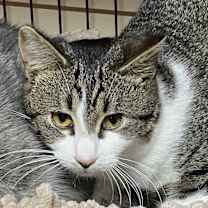 Thumbnail photo of Mercedes #1