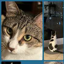 Thumbnail photo of GiGi #1