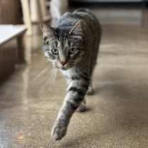 Thumbnail photo of SanRon #1