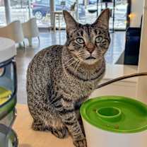 Thumbnail photo of SanRon #2