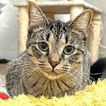 Thumbnail photo of SanRon #3