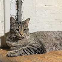 Thumbnail photo of SanRon #4