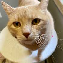 Thumbnail photo of Simon #1