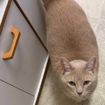 Thumbnail photo of Simon #3