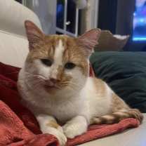 Thumbnail photo of Mango #2