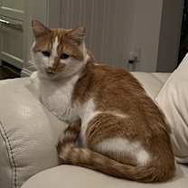 Thumbnail photo of Mango #3