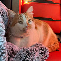 Thumbnail photo of Mango #1