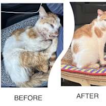 Thumbnail photo of Mango #4