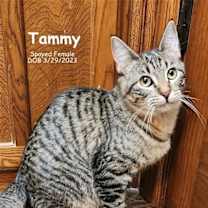 Thumbnail photo of Tammy #1