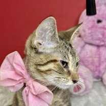 Thumbnail photo of GIGI #2