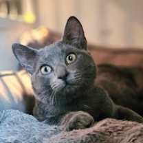 Thumbnail photo of Marbles #1