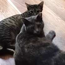 Thumbnail photo of Peaches #3