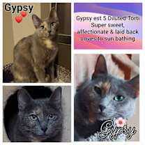 Thumbnail photo of Gypsy #1