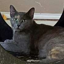 Thumbnail photo of Gypsy #2
