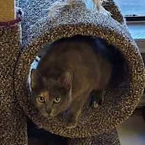 Thumbnail photo of Gypsy #3