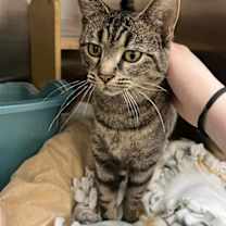 Thumbnail photo of Dory #3