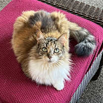 Thumbnail photo of Yum Yum and Pepper #1