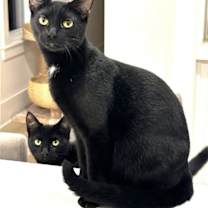 Thumbnail photo of KITTEN DISTINGUISHED DERRICK #1