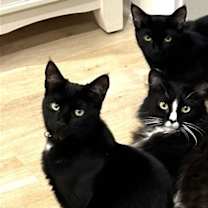 Thumbnail photo of KITTEN DISTINGUISHED DERRICK #2