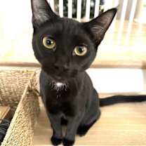 Thumbnail photo of KITTEN DISTINGUISHED DERRICK #4