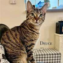 Thumbnail photo of DEUCE #1