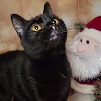 Thumbnail photo of Selene #2