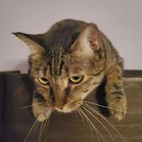 Thumbnail photo of Angie #3