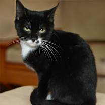 Thumbnail photo of Petunia S #2